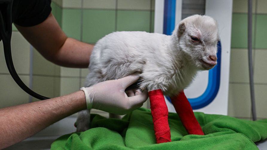 Fotky: Zachráněná domácí zvířata z Ukrajiny našla nový domov v Polsku